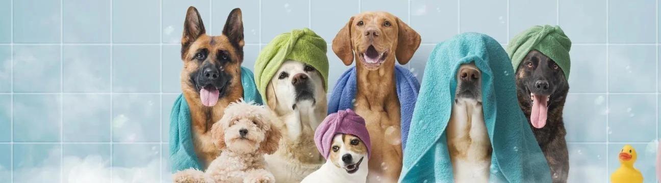  Pooches N&rsquo;  Pals Inc