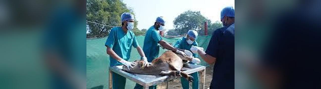 Gokuldham Gau Seva Mahatirth